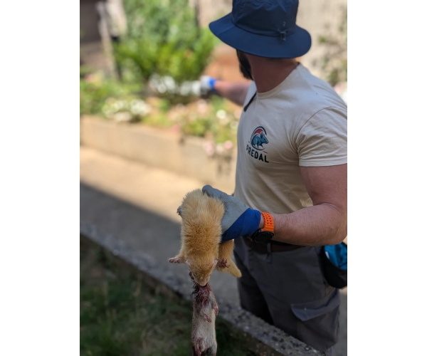  Dératisation écologique par furetage